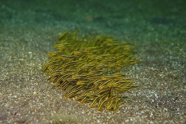 ゴンズイは海に棲む危険生物 釣れたゴンズイを毒トゲに刺されないように扱うにはどうすればいいの 19年10月21日 エキサイトニュース