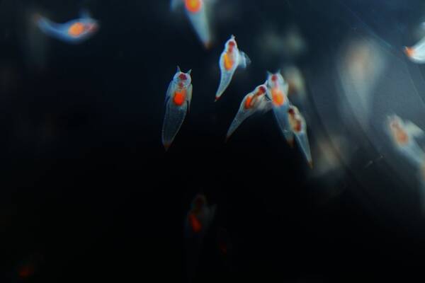 クリオネって知ってる カワイイ姿から一瞬で変身する海の生き物を飼育してみよう 年2月2日 エキサイトニュース