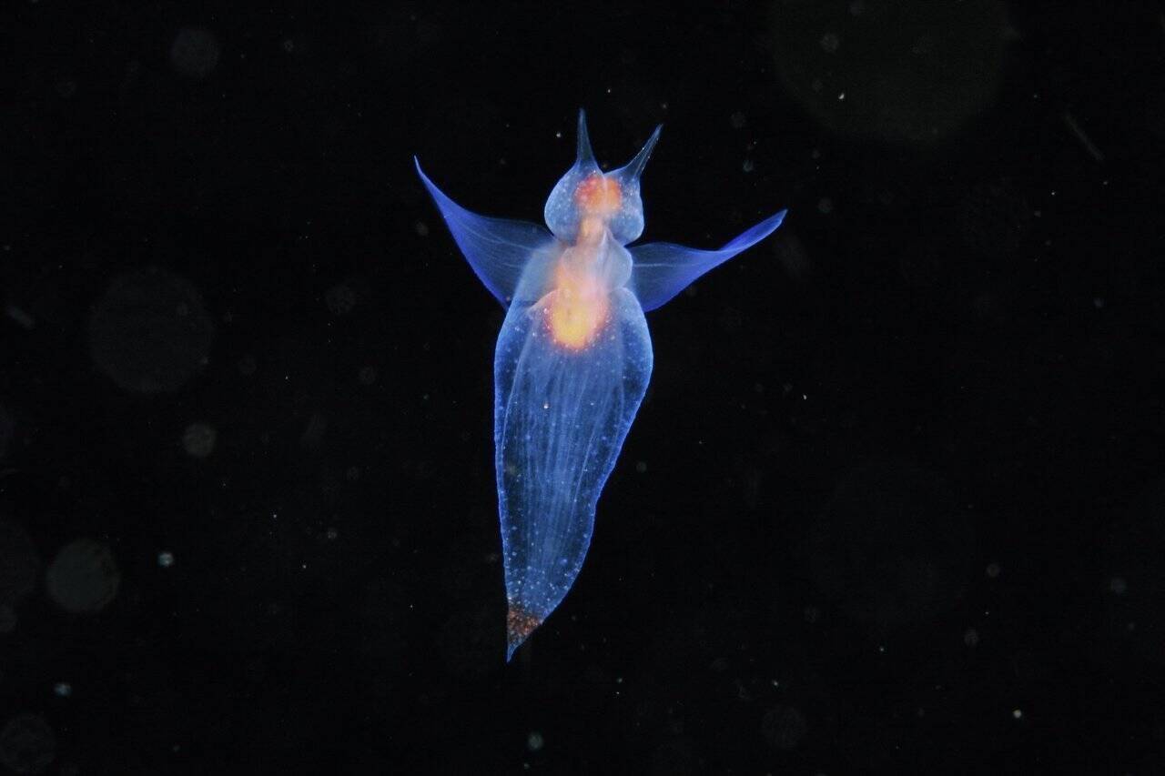 クリオネって知ってる カワイイ姿から一瞬で変身する海の生き物を飼育してみよう 年2月2日 エキサイトニュース