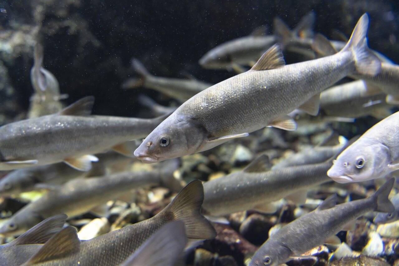 ウグイってどうやって釣るの 特徴や生態 釣るためのおすすめアイテムをチェック 年6月13日 エキサイトニュース