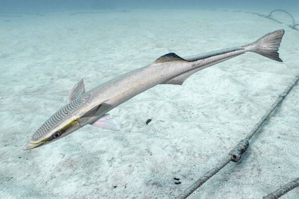 コバンザメってどんな魚なの 生態やかわいいイラスト 実食動画もチェック 年6月29日 エキサイトニュース