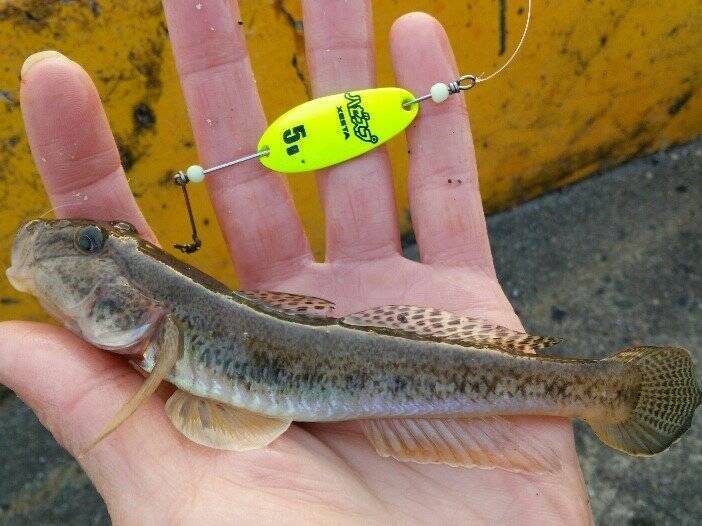 ハゼ釣りのコツを大公開 ハゼの特徴やシーズンから使用タックル 美味しい食べ方レシピまでご紹介 年7月1日 エキサイトニュース 2 5