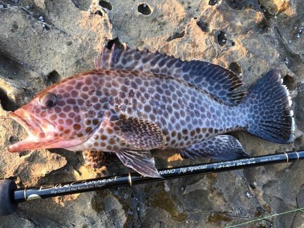 オオモンハタ釣りはひとつテンヤで楽しもう 食べて美味しい高級魚の釣り方や食べ方をご紹介します 年7月4日 エキサイトニュース