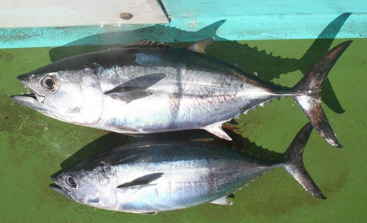 マグロってどんな魚 マグロの生態や幼魚 ヨコワの釣り方 美味しい食べ方レシピまで大公開 年7月16日 エキサイトニュース