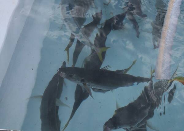 ムロアジを大特集 生態や由来 ムロアジの釣り方から美味しい食べ方レシピまで徹底公開 年7月17日 エキサイトニュース