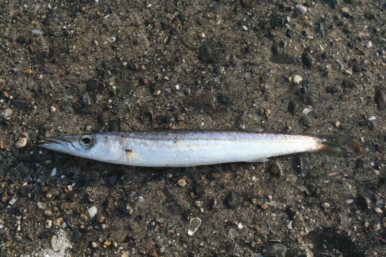 カマスってどんな魚 仕掛けやタックル カマスのの上手な釣り方から美味しい食べ方まで大特集 年7月23日 エキサイトニュース 2 12