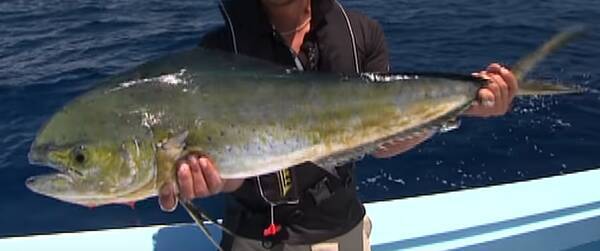 シイラの味ってどんな魚に似ているの 夏に旬を迎えるシイラ釣り特集 年8月27日 エキサイトニュース