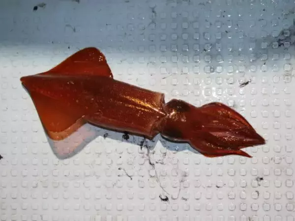 「シロイカ爆釣を目指そう！実際の釣行で使ったタックルと釣り方を大公開！」の画像