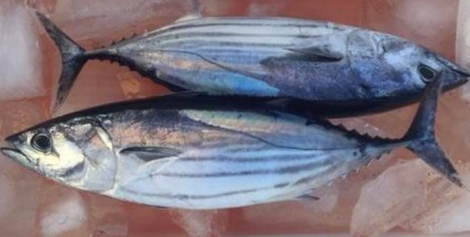 アラってクエのこと 2種類の違う魚なのに呼び名がまぎらわしい そんな魚をご紹介します 18年1月9日 エキサイトニュース