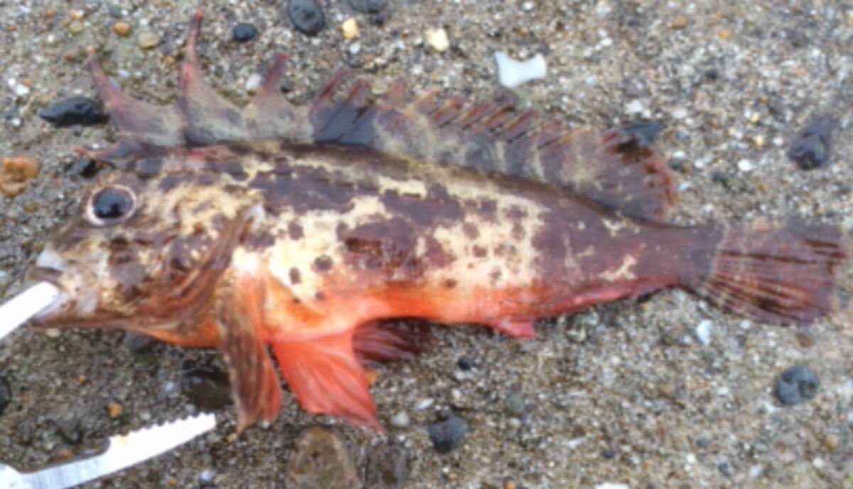 ハオコゼが釣れたら要注意 毒針を持った海水魚の対処法や食べ方を徹底特集 21年1月12日 エキサイトニュース