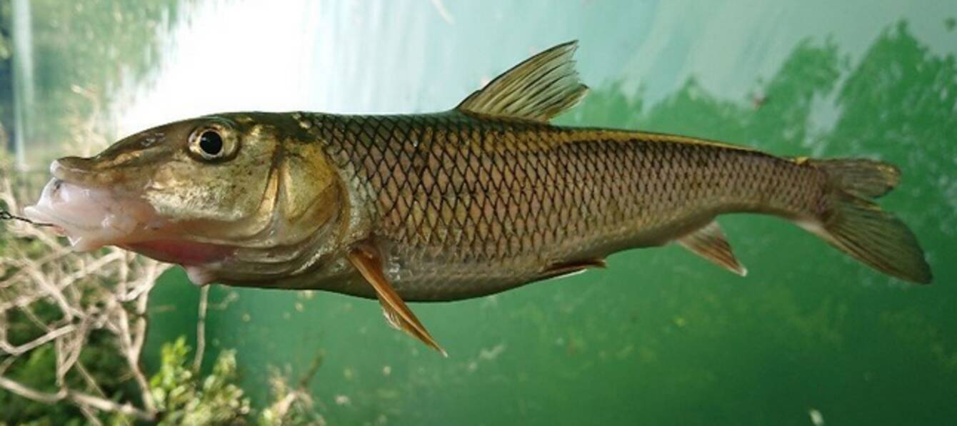 ニゴイがルアーで釣れちゃうってホント その生態や釣り方を徹底チェック 21年1月14日 エキサイトニュース