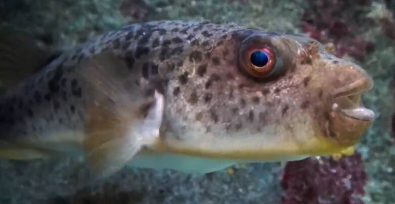 ヒガンフグ特集 皮と内臓に毒のある魚だから自分でさばくのはダメ ゼッタイ 21年1月27日 エキサイトニュース