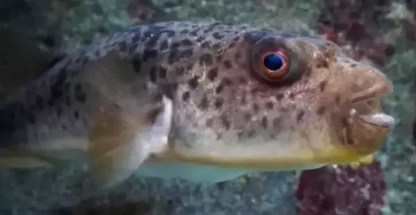 ヒガンフグ特集！皮と内臓に毒のある魚だから自分でさばくのはダメ！ゼッタイ！