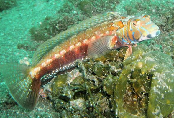 トラギスって食べれるの？船&投げ釣りでよく釣れる魚の特徴や食べ方をチェック