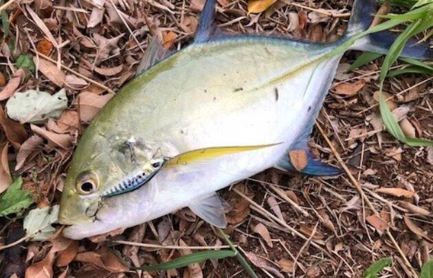 カスミアジをルアーで釣りたい ロックショアでもライトゲームでも楽しめるフィッシュイーター 21年3月2日 エキサイトニュース