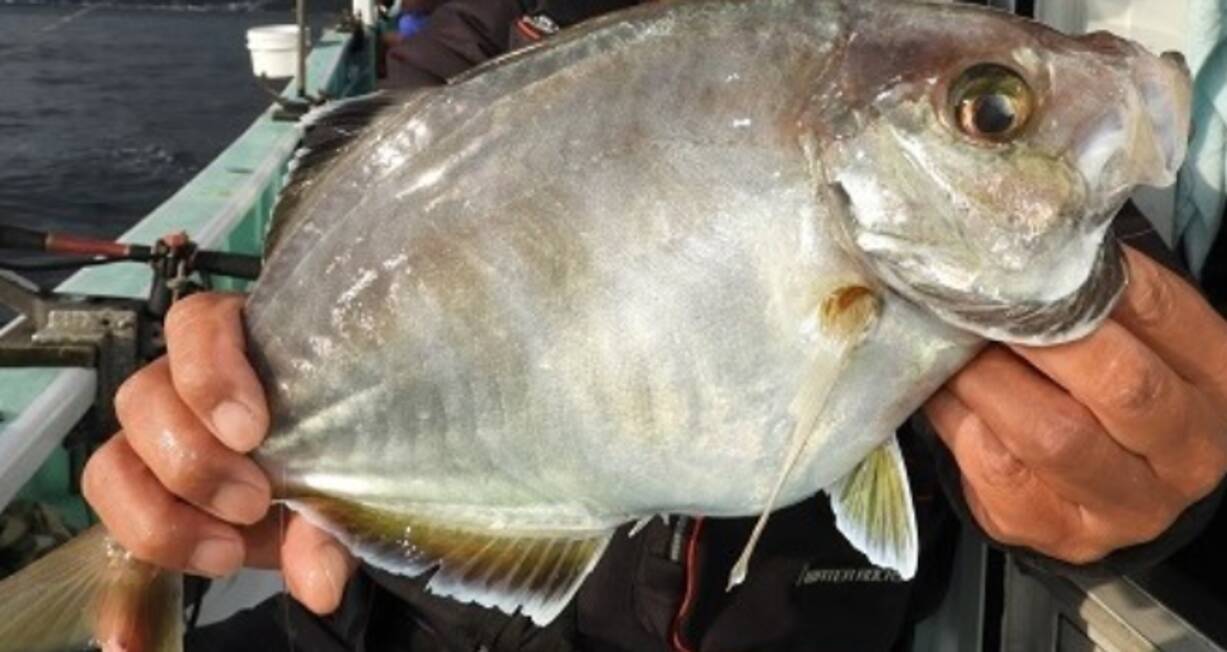 カイワリを釣って刺身で食べたい アジ科の美味しい魚を徹底チェック 21年3月4日 エキサイトニュース