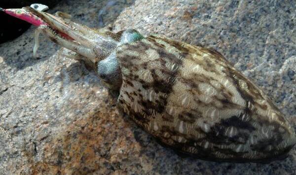 モンゴウイカを釣って食べたい 旬の時期や捌き方 釣るためのおすすめタックル特集 21年3月6日 エキサイトニュース