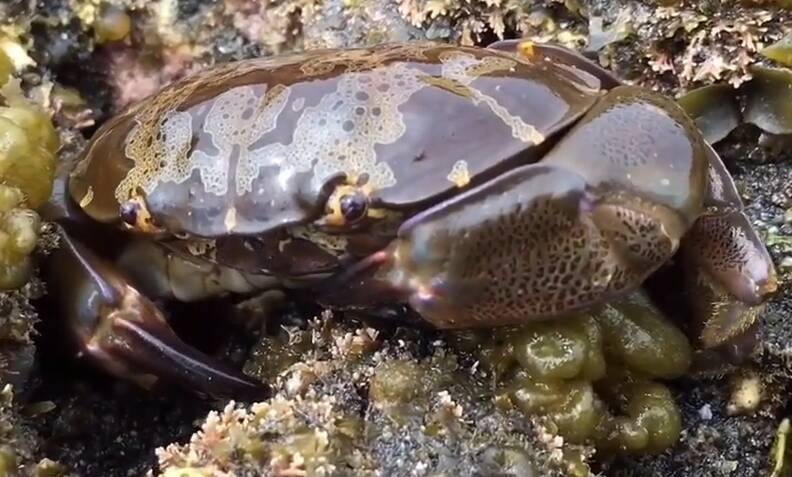 スベスベマンジュウガニは食べると危険 海辺に棲む毒ガニの生態をチェック 21年3月14日 エキサイトニュース