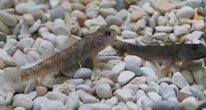 ヨシノボリってどんな魚 さまざまな水域に棲む可愛い生き物を詳しくチェック 21年3月18日 エキサイトニュース