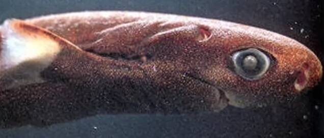 ダルマザメって知ってる 深海に棲むノコギリ歯の小型サメを徹底チェック 21年3月22日 エキサイトニュース