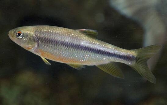 カワムツをルアーで釣りたい 河川や水路に棲む淡水魚を徹底特集 21年3月23日 エキサイトニュース