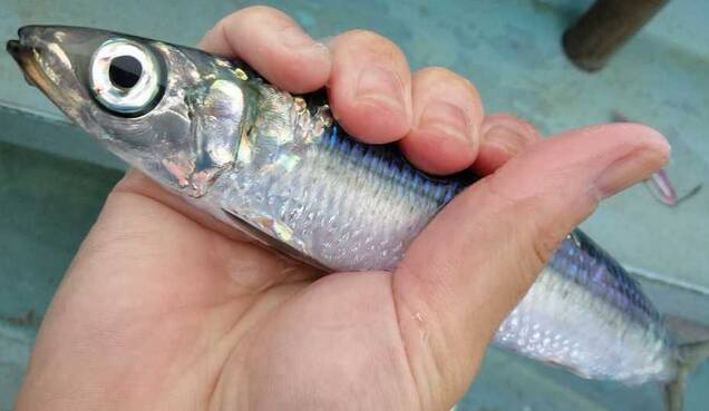 ウルメイワシを美味しく食べたい 生態や釣り方 食べ方を徹底チェック 21年3月27日 エキサイトニュース ウルメイワシを美味しく食べたい 生態や釣り方 食べ方を徹底チェック 21年3月27日 エキサイトニュース