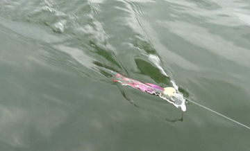 ライザーベイトでビッグフィッシュを釣りたい！実釣インプレやおすすめタックル特集