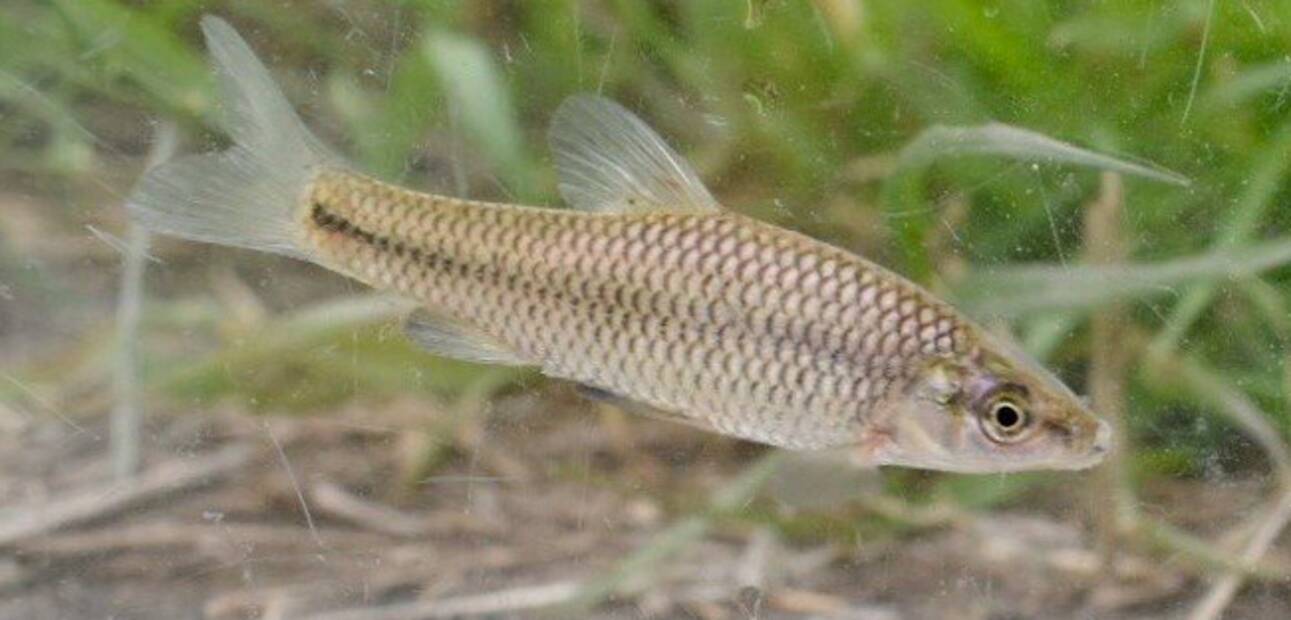 モツゴって知ってる 淡水に棲む小型の魚で別名クチボソ 特徴や釣り方をチェック 21年3月31日 エキサイトニュース