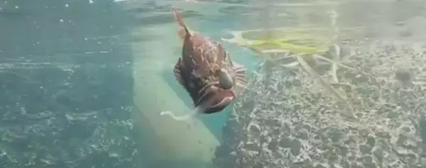 「2ウェイシンカーならフリーリグでもテキサスリグでも対応可能！2021年ダイワから新登場」の画像