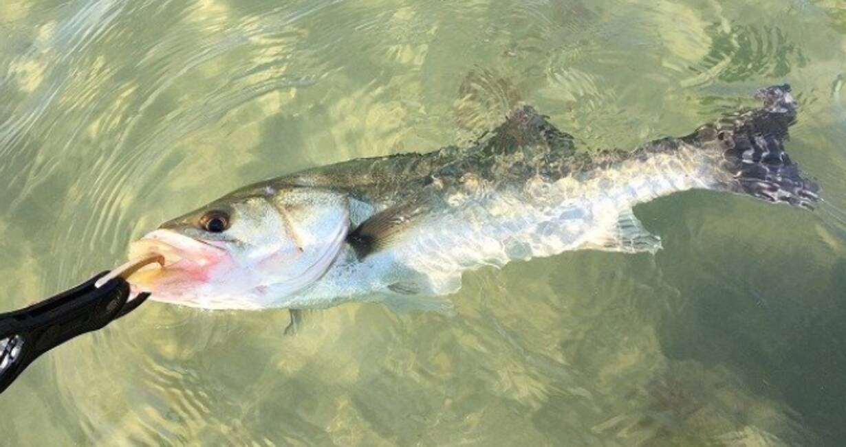 岡山県ってどんな魚が釣れるの おすすめの対象魚や管理釣り場特集 21年4月4日 エキサイトニュース