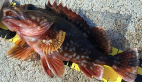 フグの種類って見分けられる 絶対に食べてはいけない毒を持った魚を徹底チェック 21年4月5日 エキサイトニュース