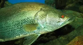 フグの種類って見分けられる 絶対に食べてはいけない毒を持った魚を徹底チェック 21年4月5日 エキサイトニュース