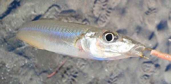 宮崎県ってどんな魚が釣れるの 釣り対象魚やおすすめ管理釣り場を詳しくチェック 21年4月10日 エキサイトニュース