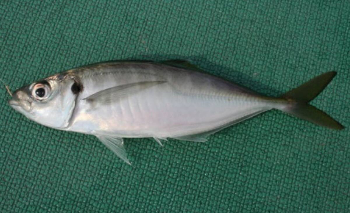 大分県ってどんな魚が釣れるの 狙える対象魚やおすすめ釣り場情報をチェック 21年4月12日 エキサイトニュース