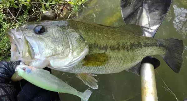 「釣り用語に英語が多いのはナゼ？しっかり理解して使いこなせるようになりたい！」の画像