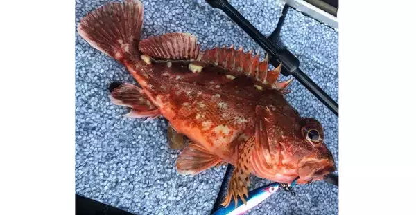「カサゴの味噌汁を食べたい！人気ロックフィッシュの釣り方やおすすめタックルをピックアップ」の画像
