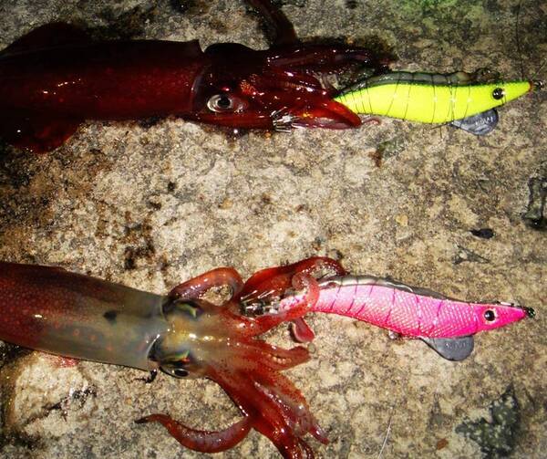 邪道エギングってどんな釣り方なの 餌を背中に乗せてアプローチする新しいエギングスタイル 21年4月18日 エキサイトニュース 邪道エギングってどんな釣り方なの 餌を背中に乗せてアプローチする新しいエギングスタイル 21年4月18日 エキサイトニュース