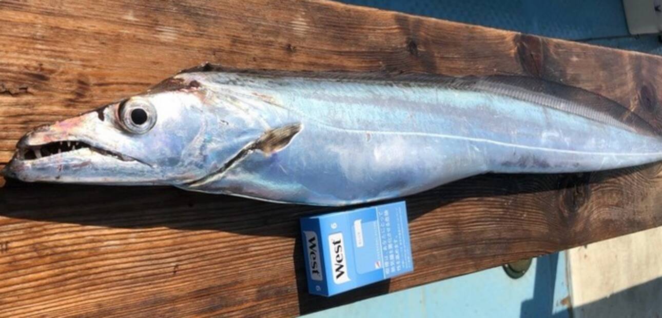 タチウオジギングでドラゴンサイズを釣りたい おすすめの釣り方 タックル特集 21年4月19日 エキサイトニュース