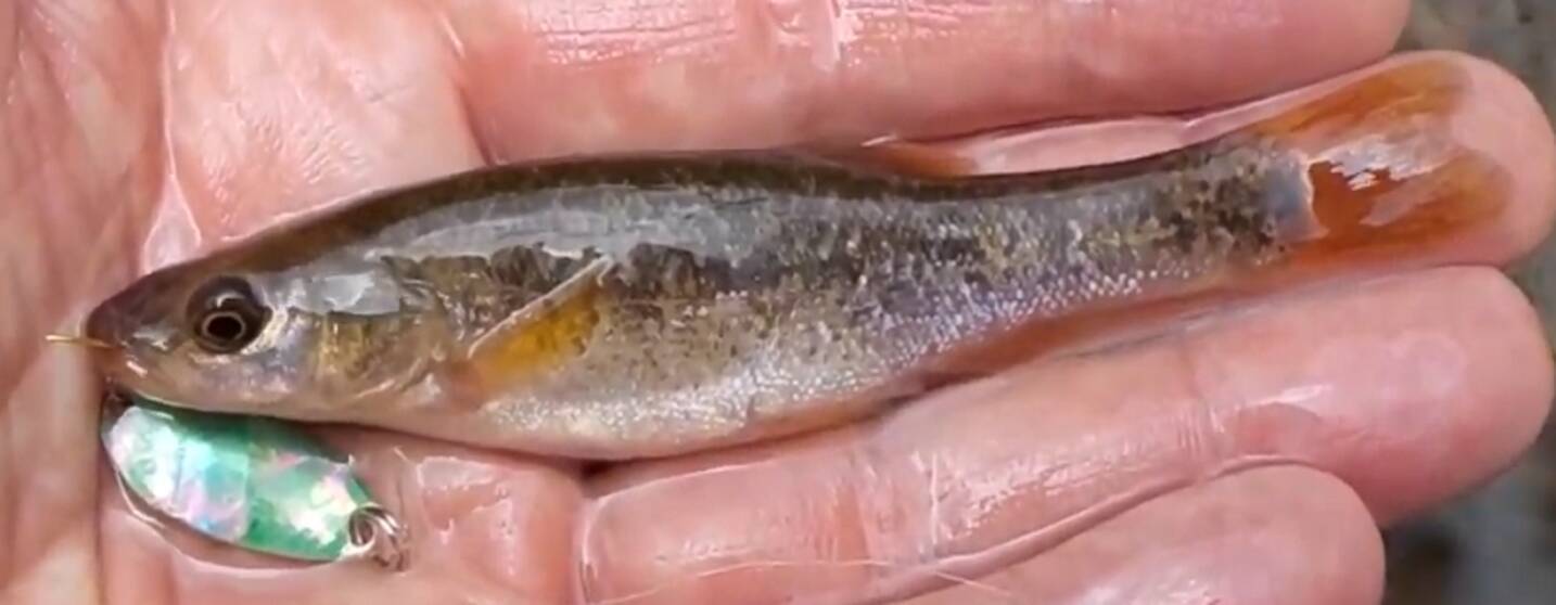 タカハヤって知ってる 小川で釣れる細長い淡水魚の特徴や生態をチェック 21年4月日 エキサイトニュース