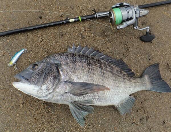 クロダイをもっと釣りたい 初心者におすすめの仕掛け 釣り方や人気タックル特集 21年4月21日 エキサイトニュース