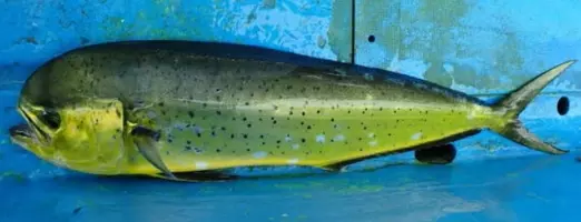 サヨリの刺身を食べたい 特徴や釣り方 食べ方を詳しくチェック 21年10月17日 エキサイトニュース サヨリの刺身を食べたい 特徴や釣り方 食べ方を詳しくチェック 21年10月17日 エキサイトニュース