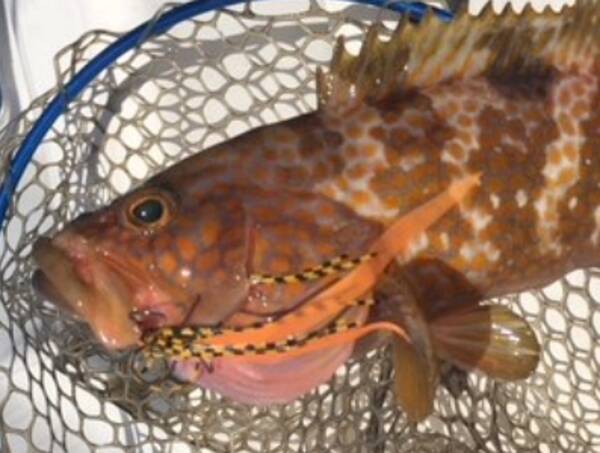 キジハタを釣って料理したい おすすめの食べ方や釣り方を詳しくチェック 21年4月24日 エキサイトニュース
