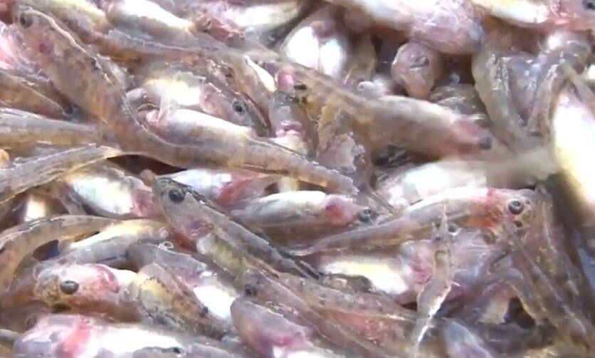 イサザって知ってる 琵琶湖固有種の魚の特徴や生態 食べ方を詳しくチェック 21年4月27日 エキサイトニュース