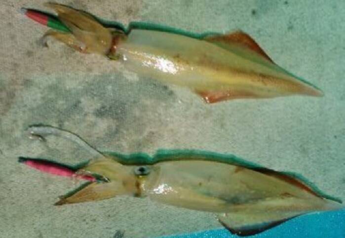 マルイカってどんなイカなの 特徴やおすすめの釣り方 食べ方をチェック 21年4月29日 エキサイトニュース 2 5