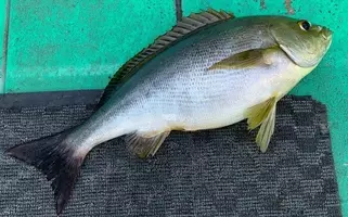 ライギョって外来魚だけど飼育してたいじょうぶなの 生態や釣り方をチェック 21年7月29日 エキサイトニュース