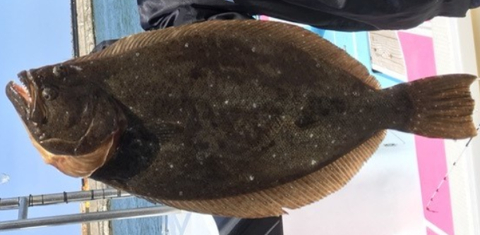 ヘビキャロで釣りたい バスやロックフィッシュ ヒラメに効く好釣仕掛け 21年4月2日 エキサイトニュース