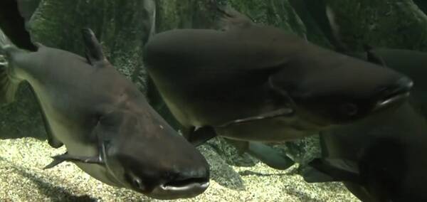 メコンオオナマズを釣りたい どんな場所で釣れるの 世界最大クラスの淡水魚 21年5月4日 エキサイトニュース