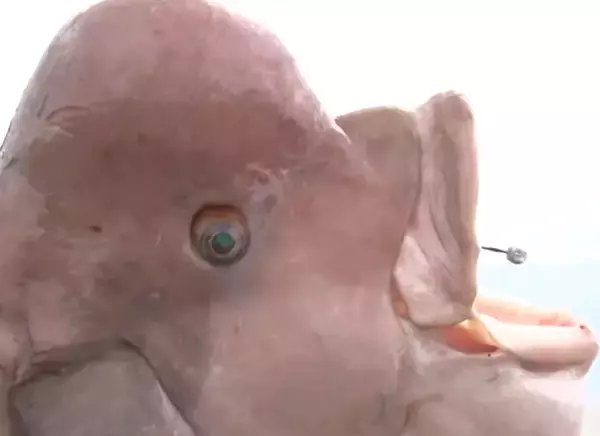 虫ヘッドパワーでタンコブゲームを楽しみたい！餌釣り用ジグヘッドの使い方