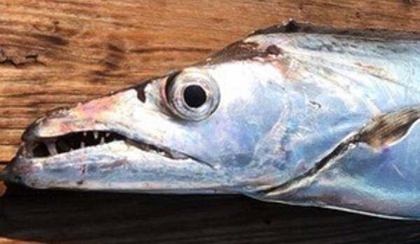 太刀魚を釣って食べたい どんな食べ方があるの おすすめの釣り方もチェック 21年5月6日 エキサイトニュース