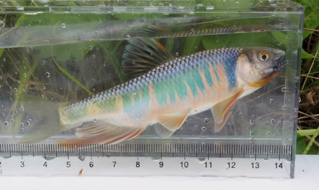 ハオコゼが釣れたら要注意 毒針を持った海水魚の対処法や食べ方を徹底特集 21年1月12日 エキサイトニュース